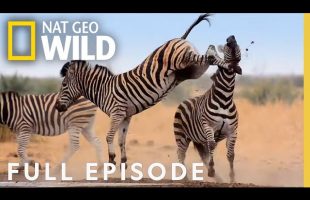 Deadly Under Dogs (Full Episode) | Animal Fight Night