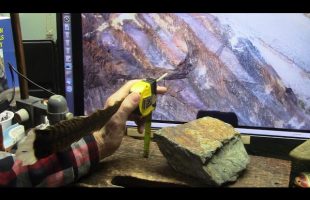 How Big Would a Bird Be If The Feathers Were 3 Inches THICK Like This One (Looks like a Turkey)