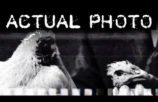 Weirdest Stories From Around the World: Mike the Headless Chicken | Part 1