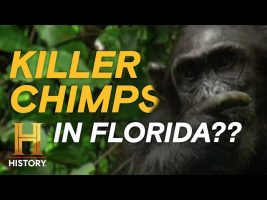When Pet Chimps Turn Deadly (S3, E22) | MonsterQuest | Full Episode | History