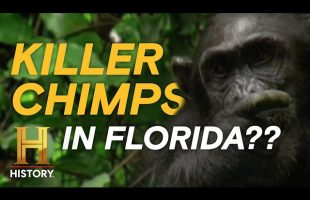 When Pet Chimps Turn Deadly (S3, E22) | MonsterQuest | Full Episode | History