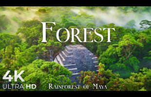 Maya Rainforest 4K • Jungle Nature Sounds for Deep Calm Focus | Relaxation Film